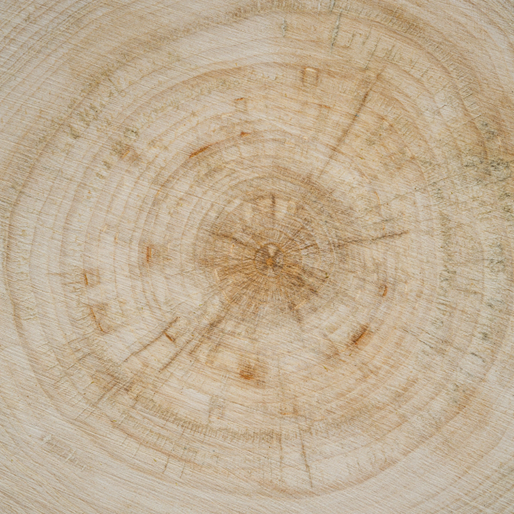 Legno - sezione di un tronco
